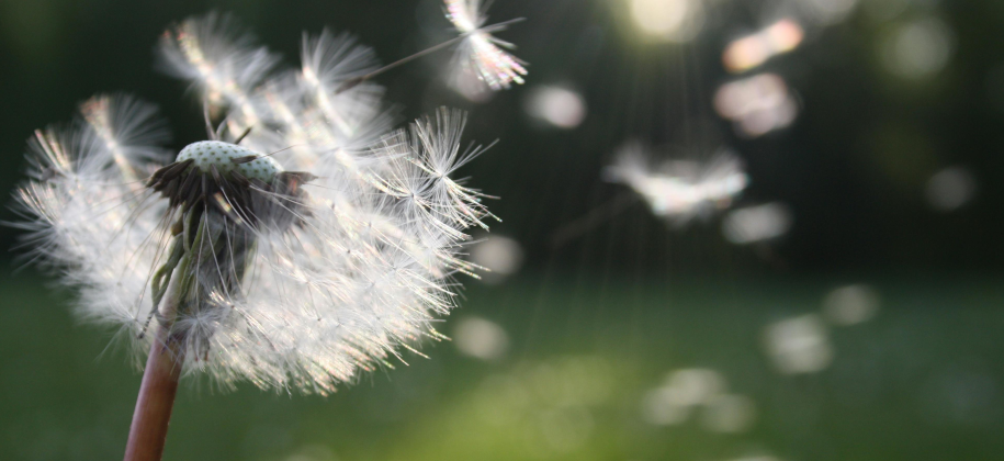 ALLERGIE IM ANFLUG? ALLERGIE IM ANFLUG?